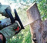 Best Tree and Shrub Care  in Louisville, KY