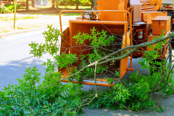 Best Grass Overseeding  in Louisville, KY