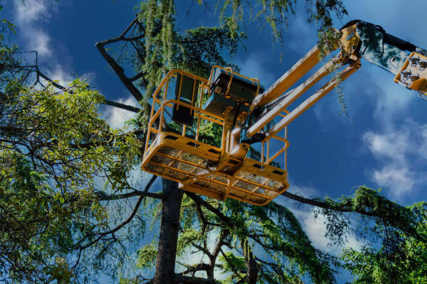 Best Emergency Tree Removal  in Louisville, KY