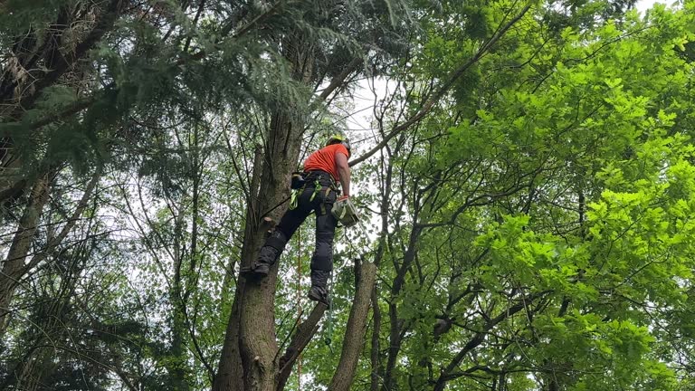 Best Palm Tree Trimming  in Louisville, KY