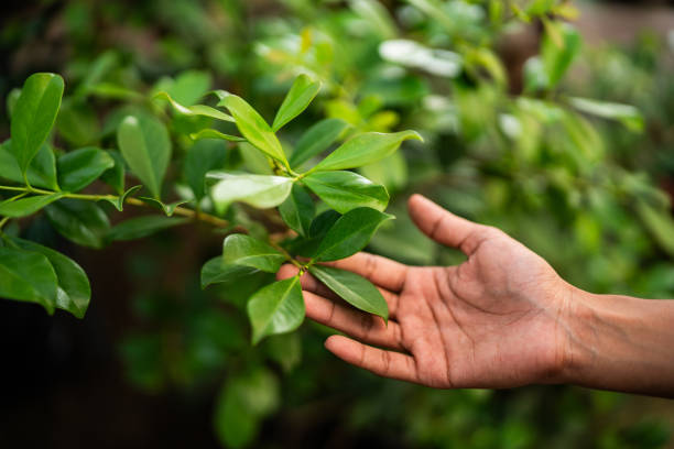 Best Fruit Tree Pruning  in Louisville, KY