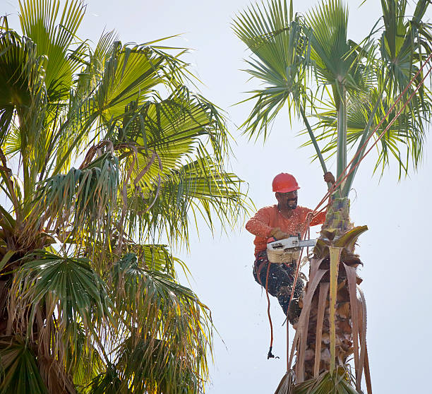Best Tree and Shrub Care  in Louisville, KY