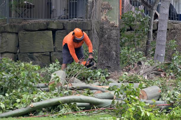 Best Tree Cabling and Bracing  in Louisville, KY