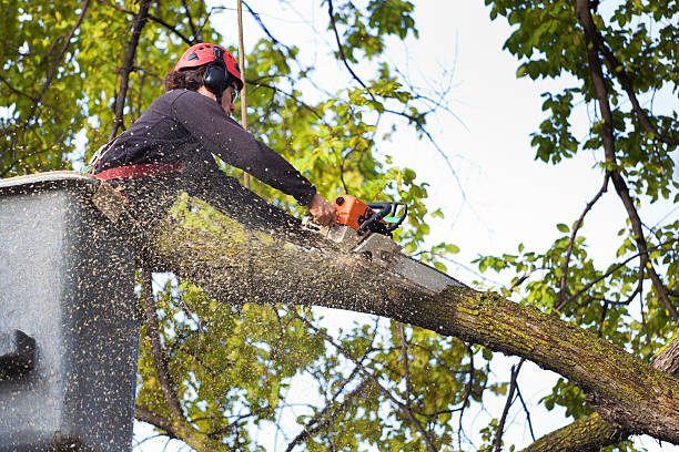Best Tree Removal  in Louisville, KY